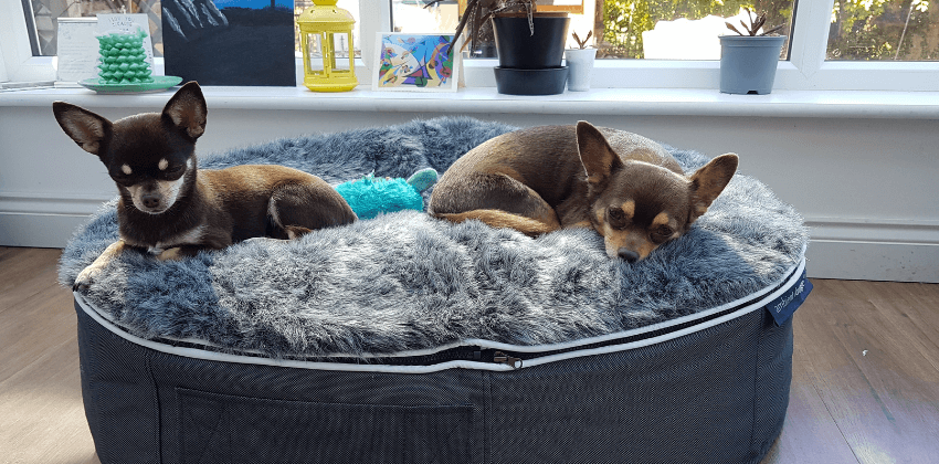 Chihuahua in NZ